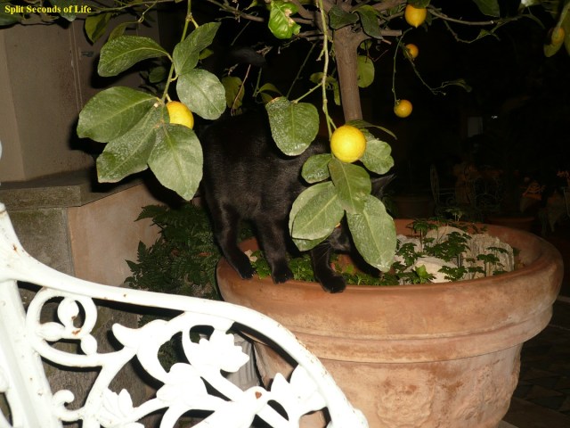 The Italian hotel cat
